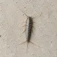 A silverfish on a pale concrete surface